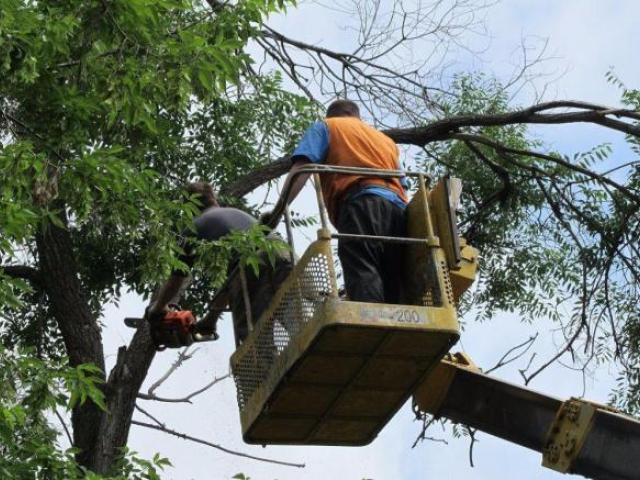 Спил сложных деревьев Спб и ло, Санкт-Петербург