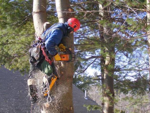 Валка деревьев, очистка участка под строительство, Санкт-Петербург