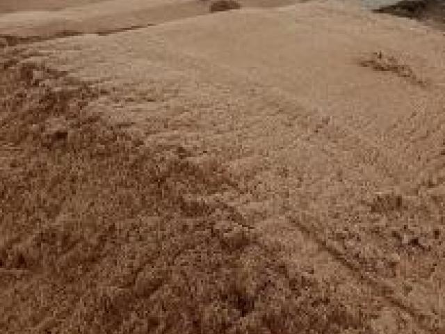 Песок рецной и песок карйени, Голицыно