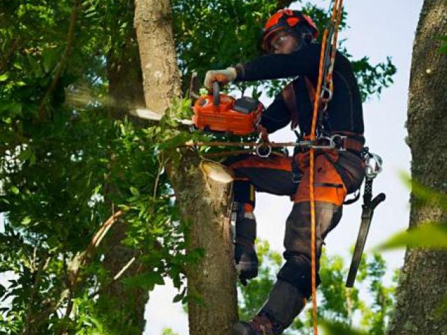 Спил деревьев любой сложности,частями или целиком, Санкт-Петербург