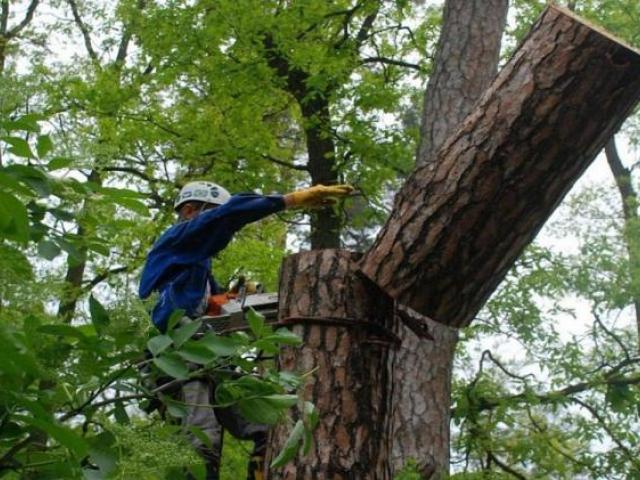 Спил и валка деревьев в спб и ло, Санкт-Петербург