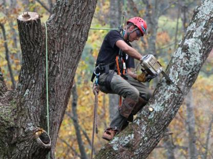 Расчистка участков, Валка деревьев, Санкт-Петербург