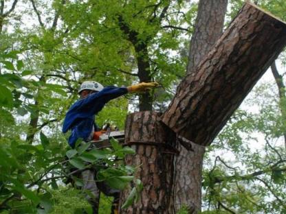Спил и валка деревьев в спб и ло, Санкт-Петербург